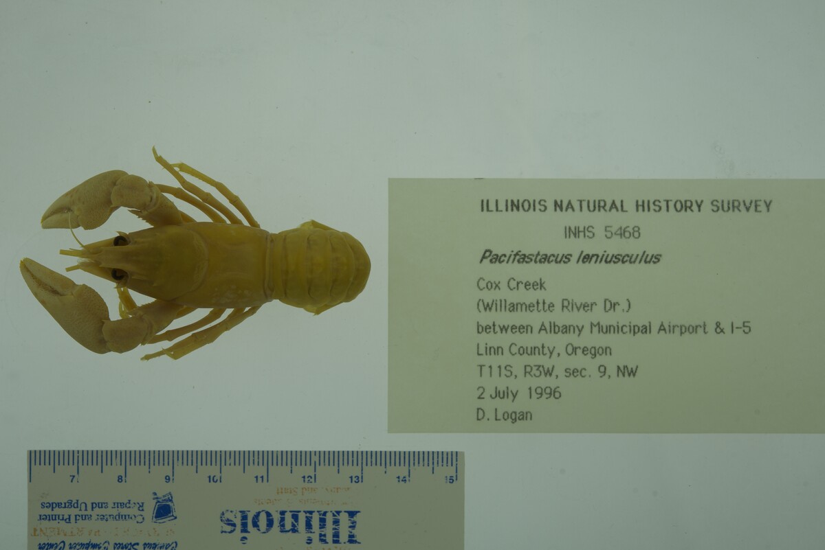 Pacifastacus leniusculus image